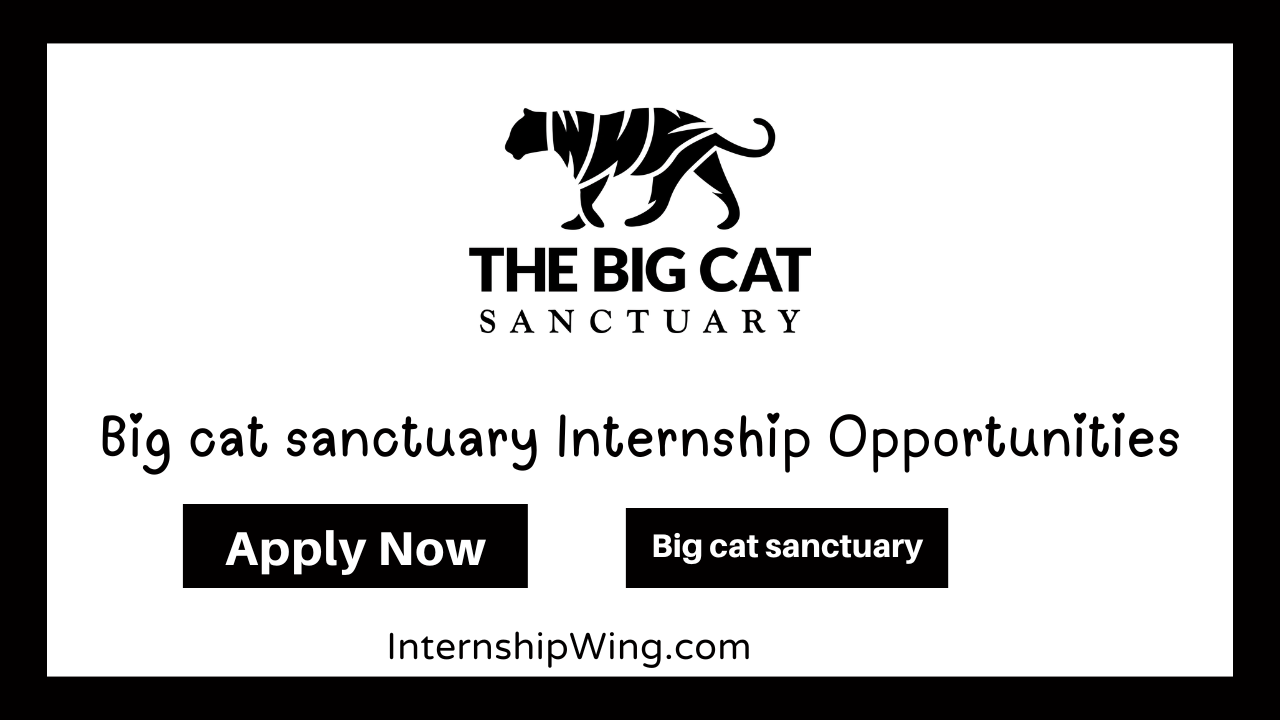 Big cat sanctuary Internship Opportunities